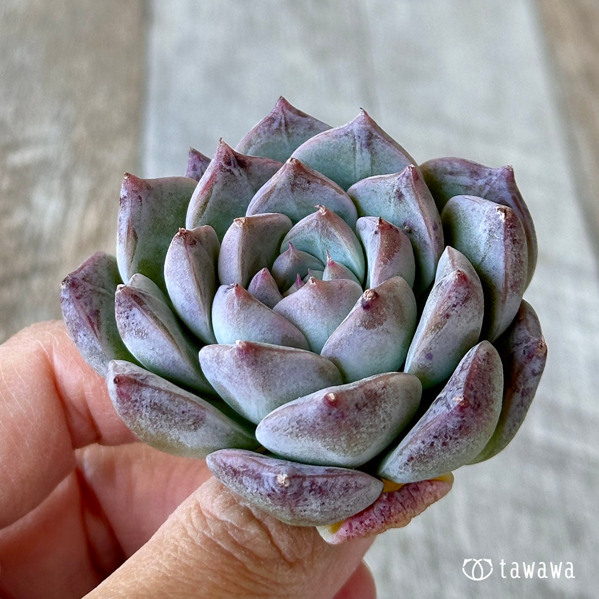 ♡目玉商品♡ 多肉植物 韓国苗 お星様セット 極美苗♡ - その他多肉植物