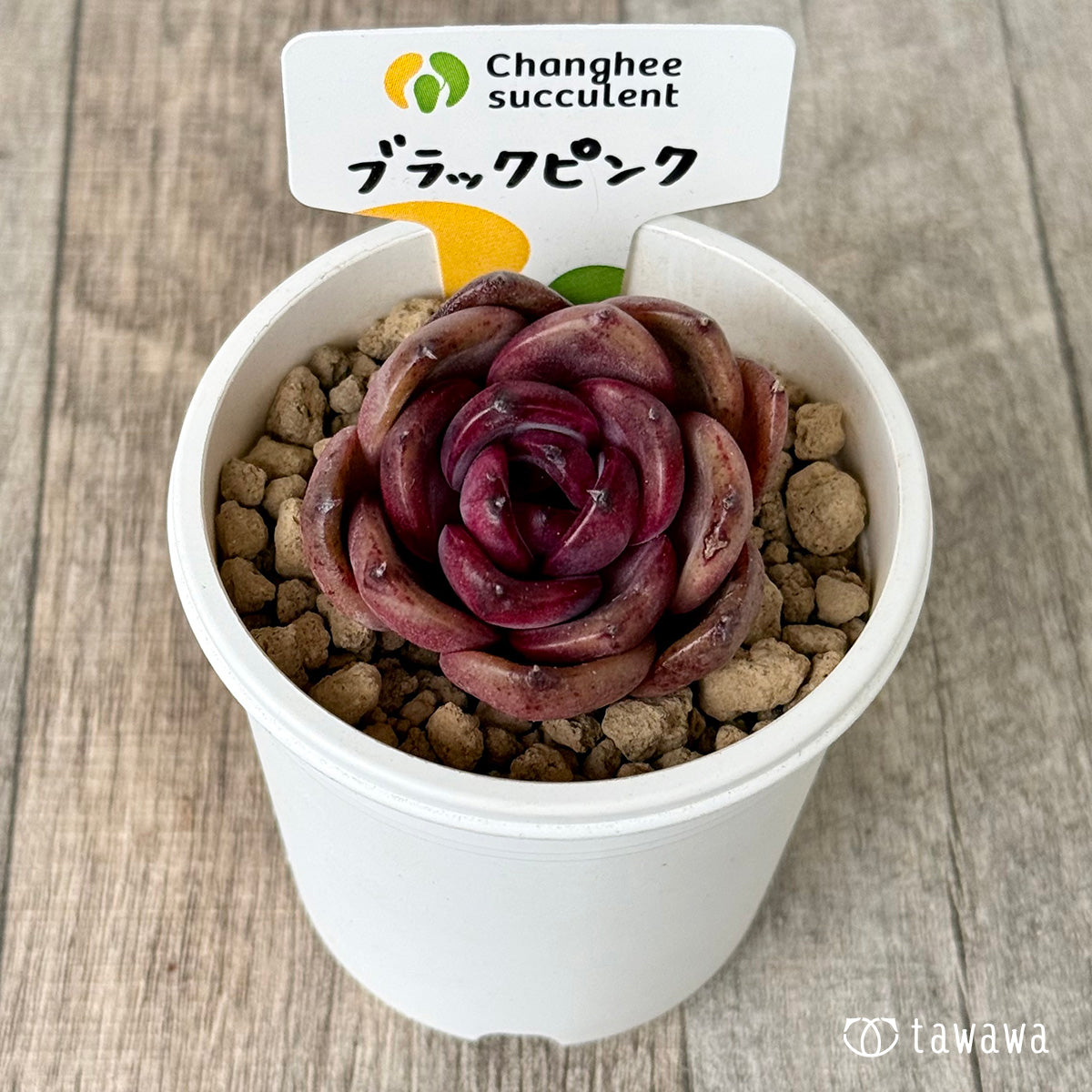 2/18発売】ブラックピンク（チャンヒー農園苗） – 多肉植物の通販
