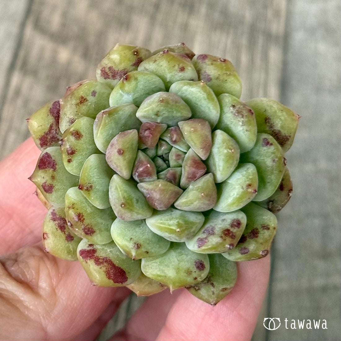 ＊신입하＊ 네온 라이트 (챔피언 모종)