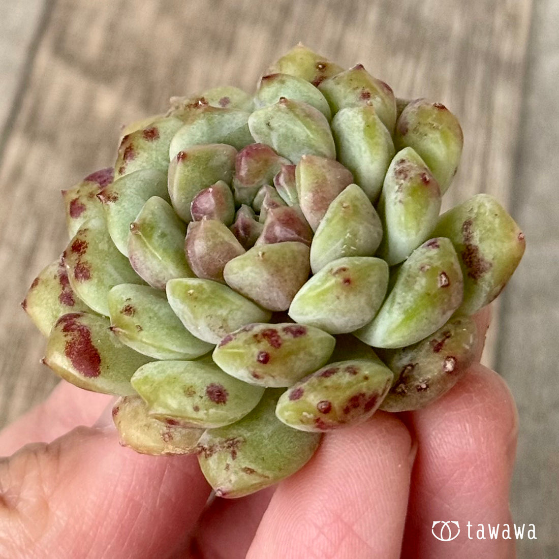 ＊신입하＊ 네온 라이트 (챔피언 모종)