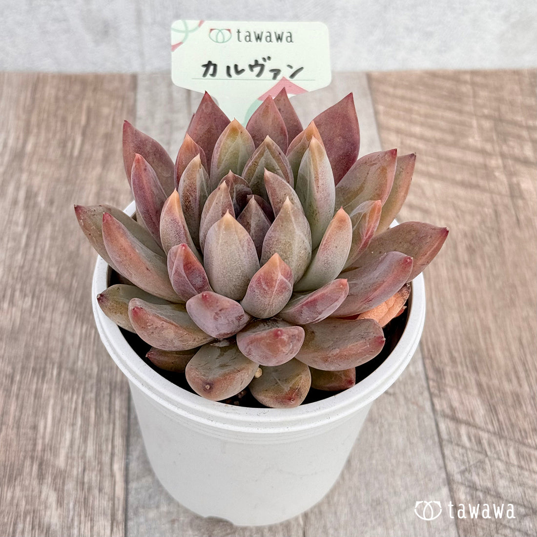 カルヴァン 【tawawaハウス苗】