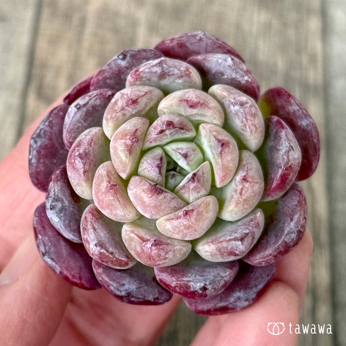 New Arrivals: Ice Green