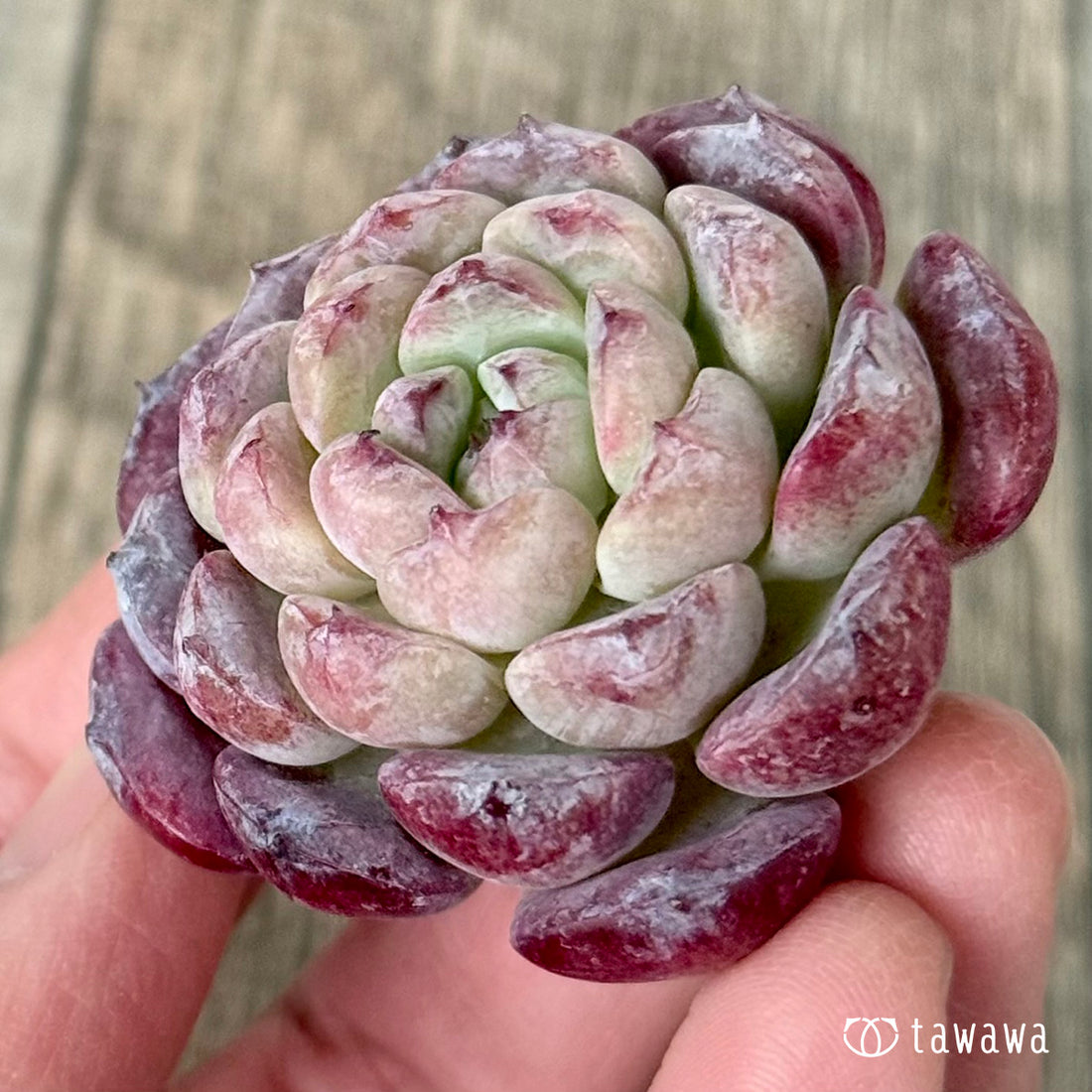 New Arrivals: Ice Green