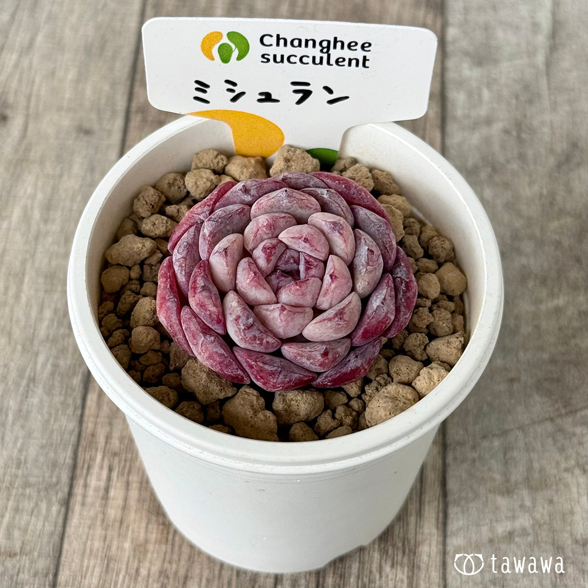 미슐랭 (챔피언 모종)