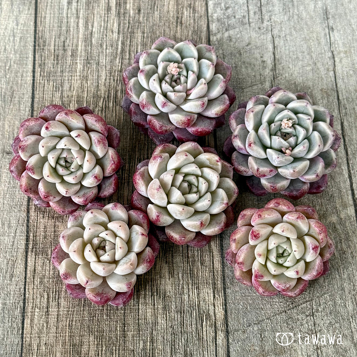 샤이네스 (챔피언 모종)