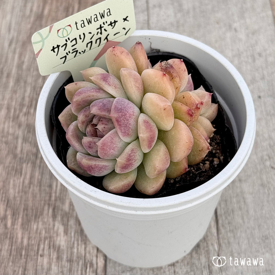 サブコリンボサ×ブラッククイーン 【tawawaハウス苗】