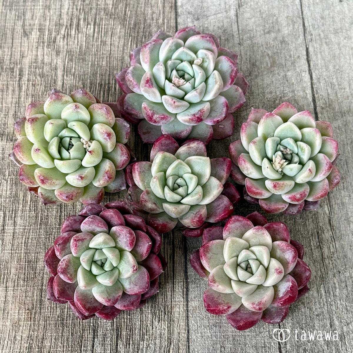 샤이네스 (챔피언 모종)