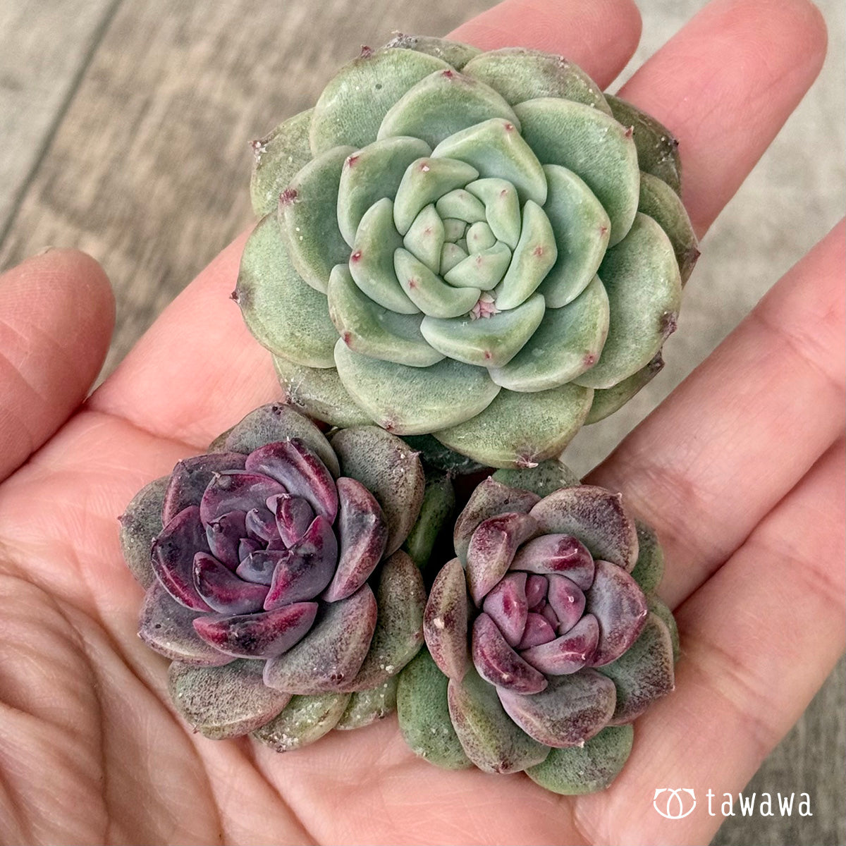 チュビ＆ムジ【２：枝分かれ】（チャンヒー農園苗）