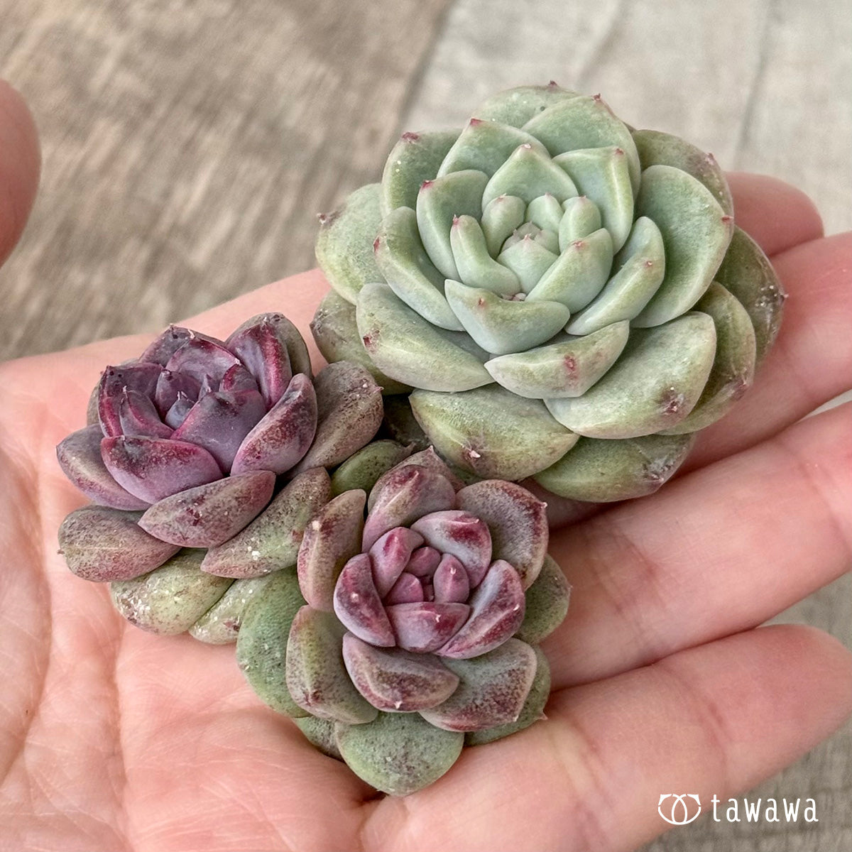 チュビ＆ムジ【２：枝分かれ】（チャンヒー農園苗）