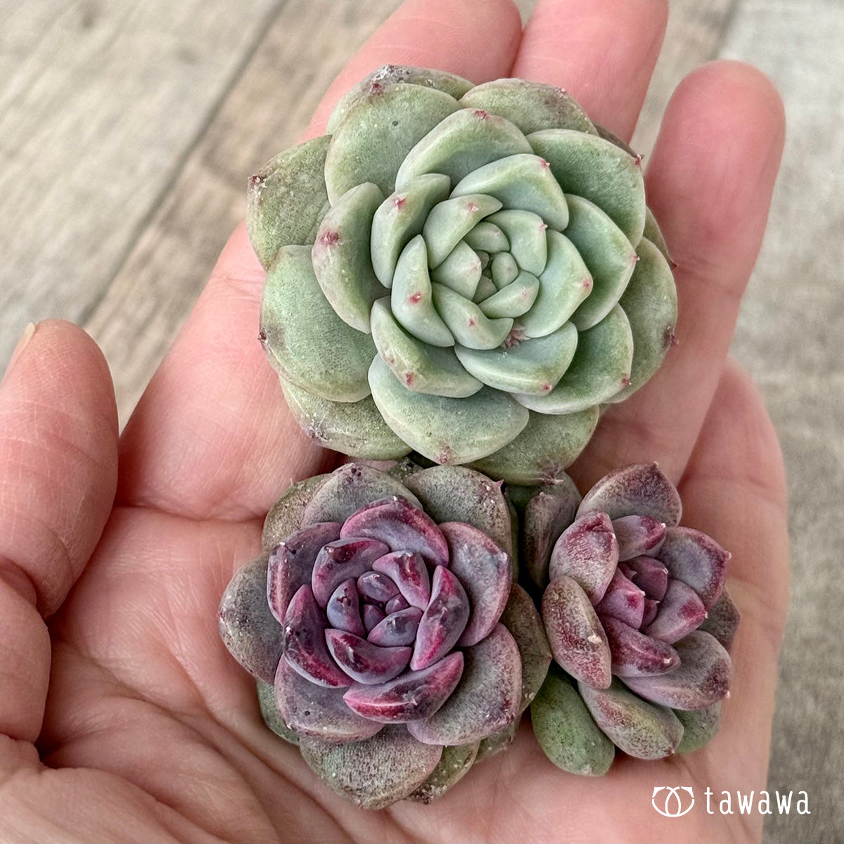 チュビ＆ムジ【２：枝分かれ】（チャンヒー農園苗）