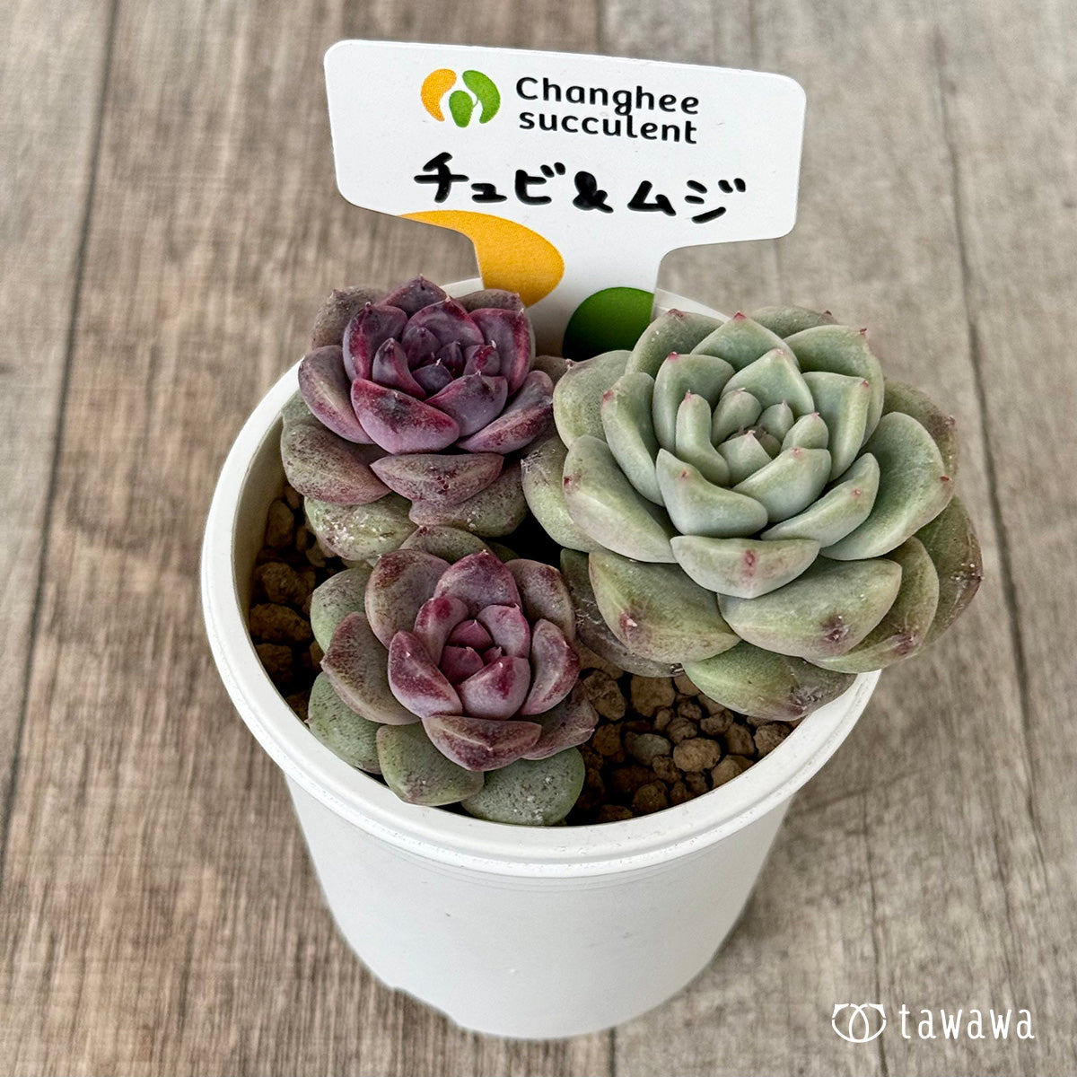 チュビ＆ムジ【２：枝分かれ】（チャンヒー農園苗）