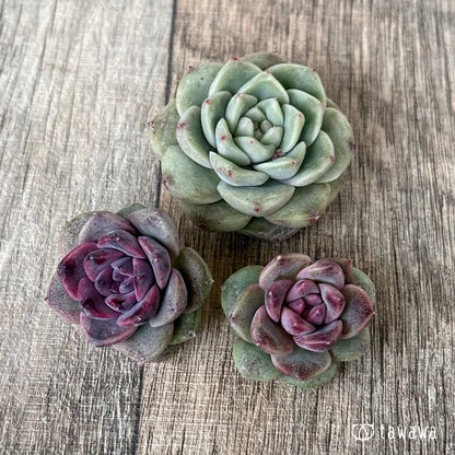 チュビ＆ムジ【２：枝分かれ】（チャンヒー農園苗）