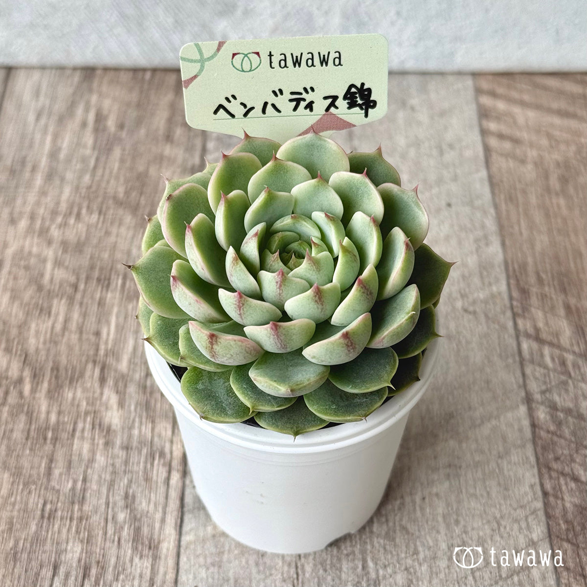 ベンバディス錦【tawawaハウス苗】