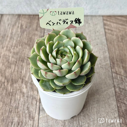 ベンバディス錦【tawawaハウス苗】