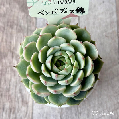 ベンバディス錦【tawawaハウス苗】