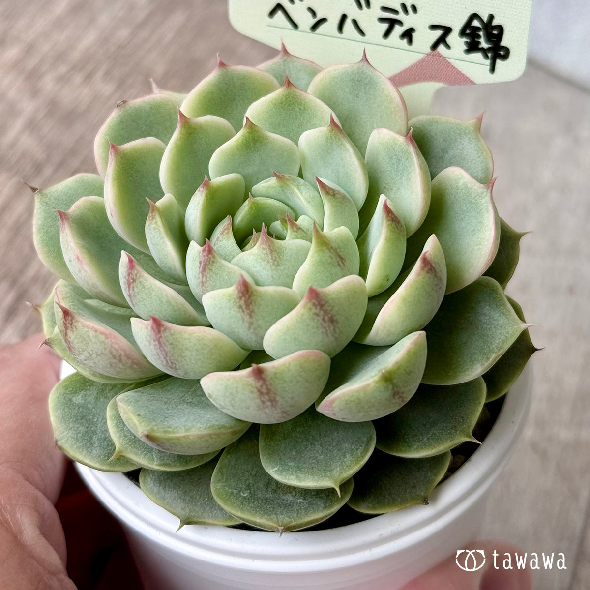 ベンバディス錦【tawawaハウス苗】 – 多肉植物の通販・販売サイト tawawa
