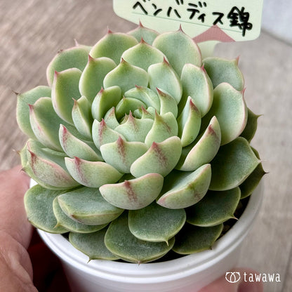 ベンバディス錦【tawawaハウス苗】