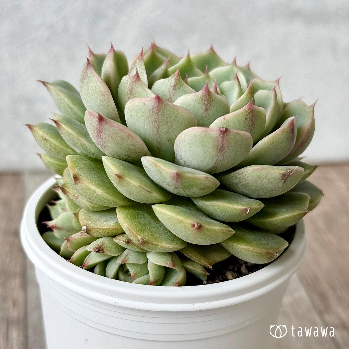 ティッピー×ベンバディス　韓国苗 新発売＊ ベンバディス錦【tawawaハウス苗】 – 多肉植物の通販