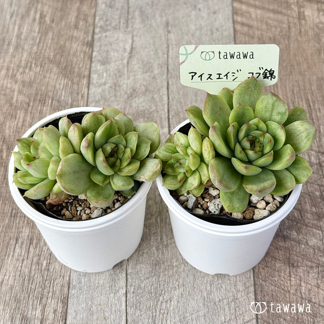 ＊新発売＊　アイスエイジ コブ錦（双頭）【tawawaハウス苗】