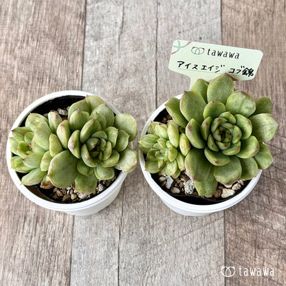 ＊新発売＊　アイスエイジ コブ錦（双頭）【tawawaハウス苗】