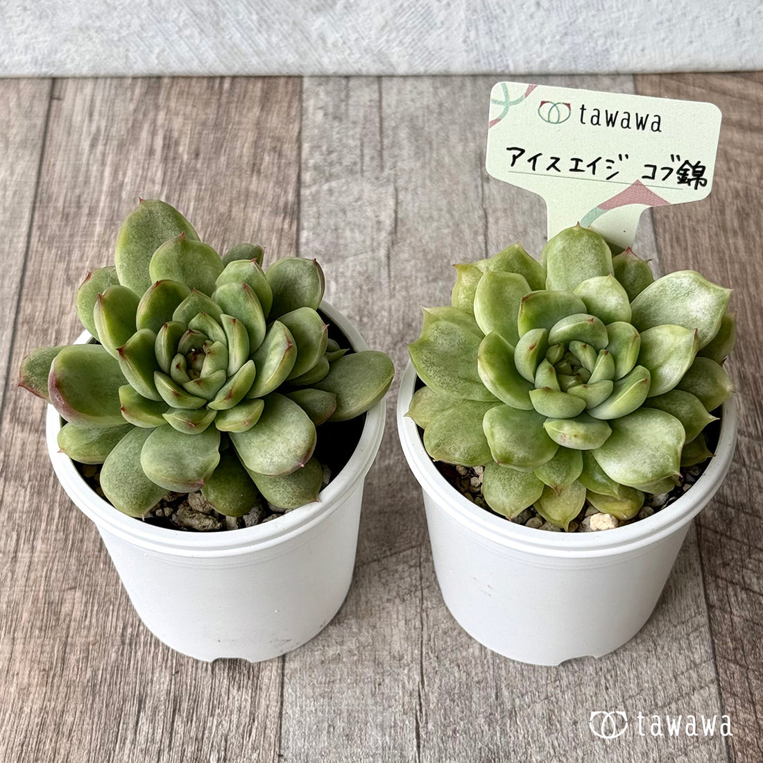 ＊新発売＊　アイスエイジ コブ錦（単頭）【tawawaハウス苗】