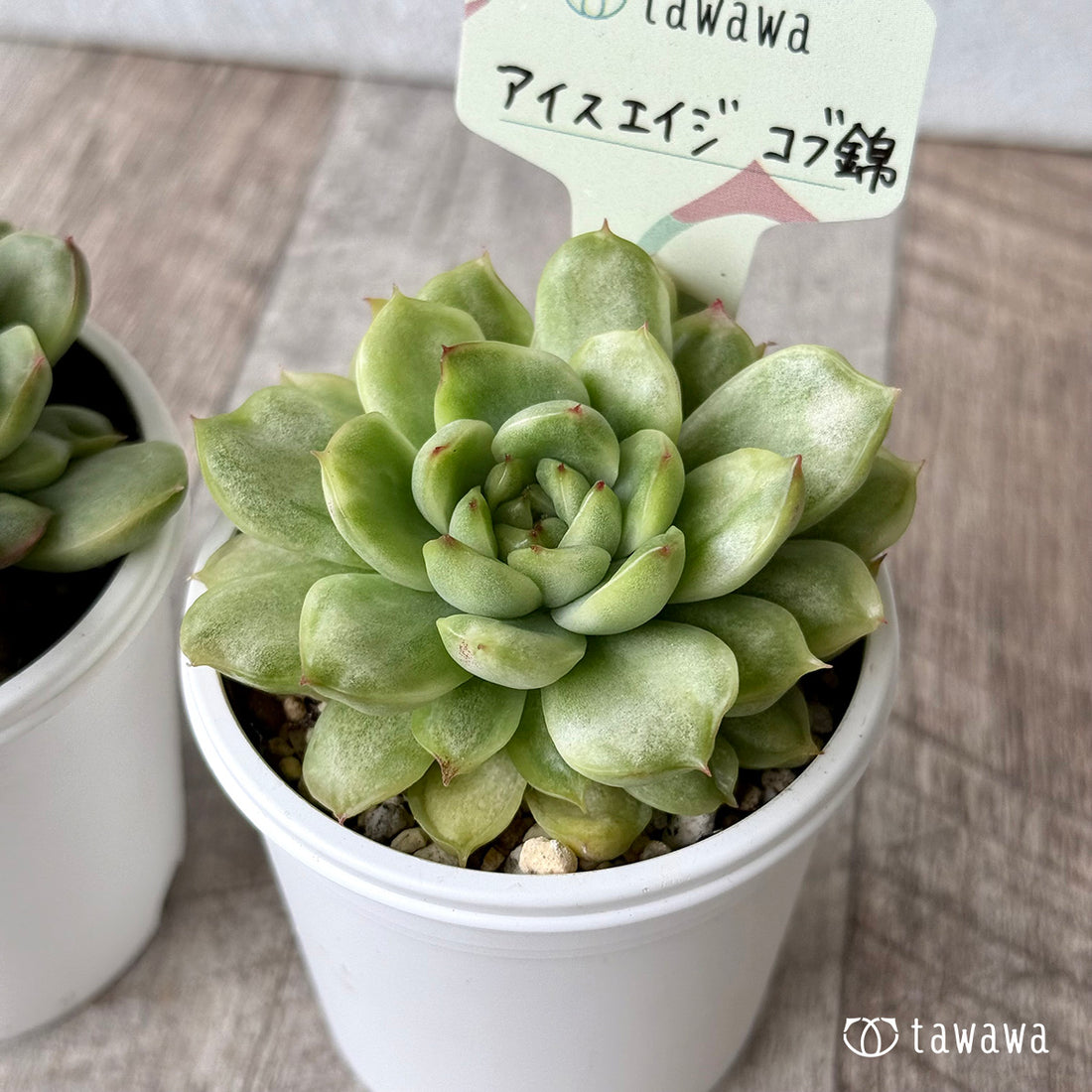 アイスエイジ コブ錦（単頭）【tawawaハウス苗】