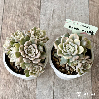 ティンカーベル錦　【tawawaハウス苗】