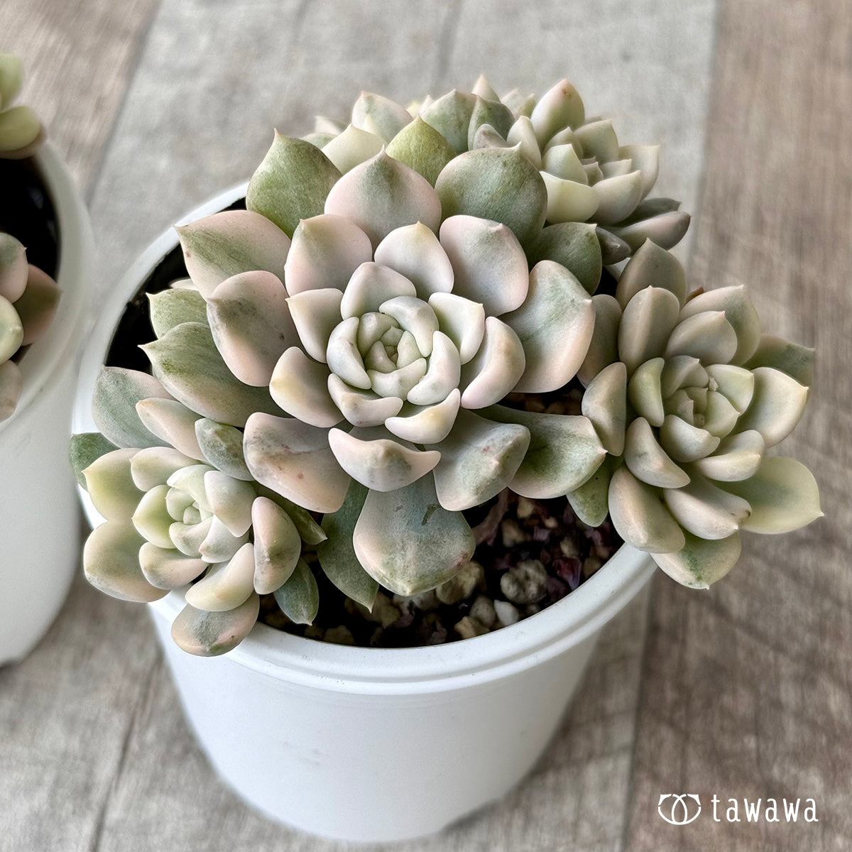 斑入り苗 – Page 2 – 多肉植物の通販・販売サイト tawawa