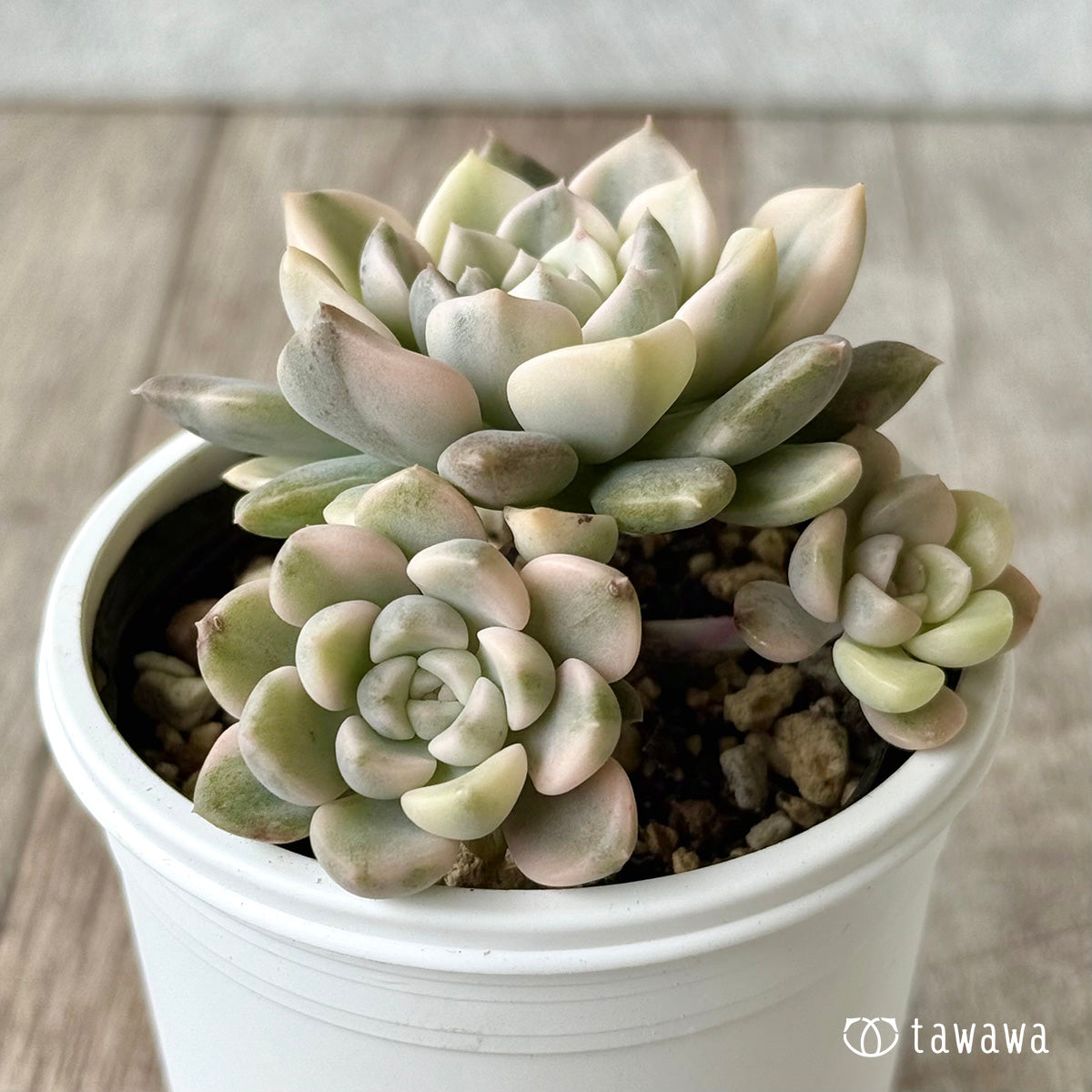 ティンカーベル錦　【tawawaハウス苗】