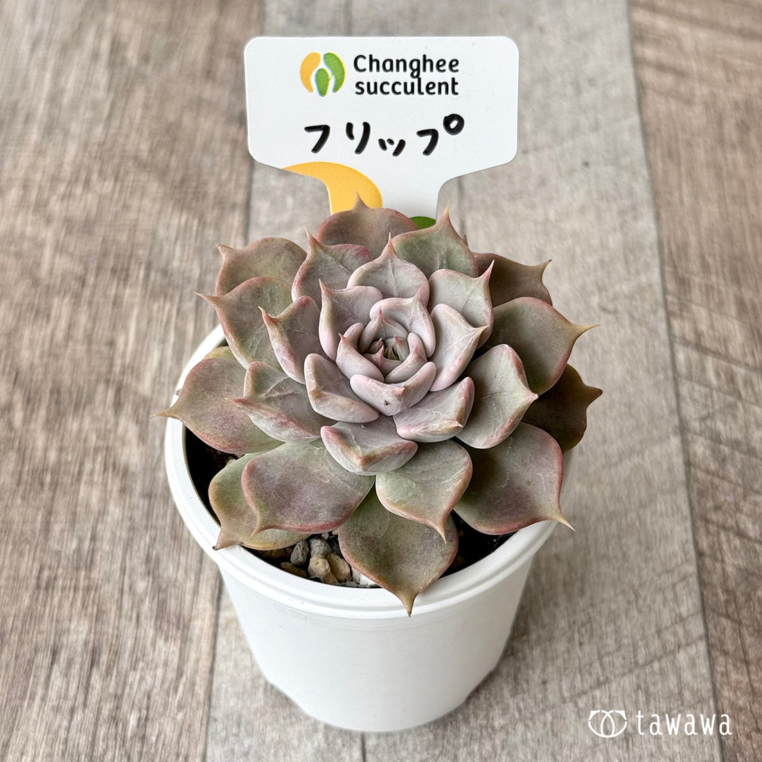 フリップ(チャンヒー農園) 【tawawaハウス苗】