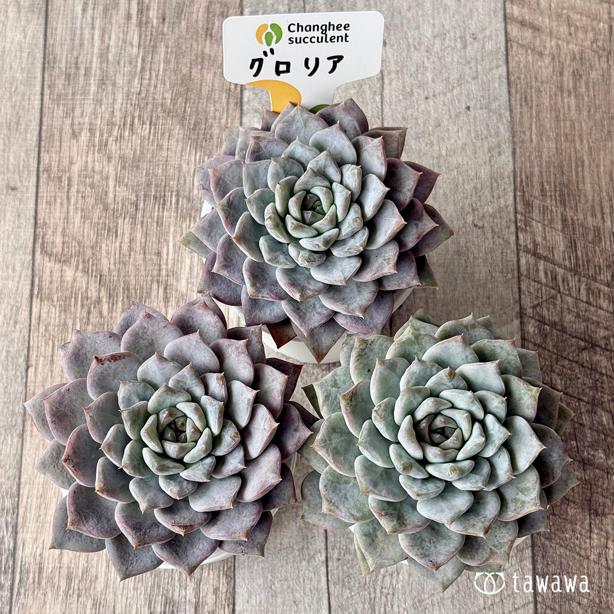 グロリア【tawawaハウス苗】