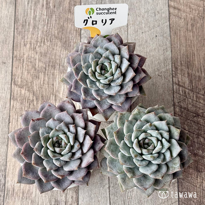 グロリア【tawawaハウス苗】