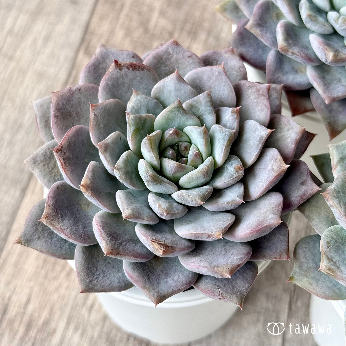 グロリア【tawawaハウス苗】