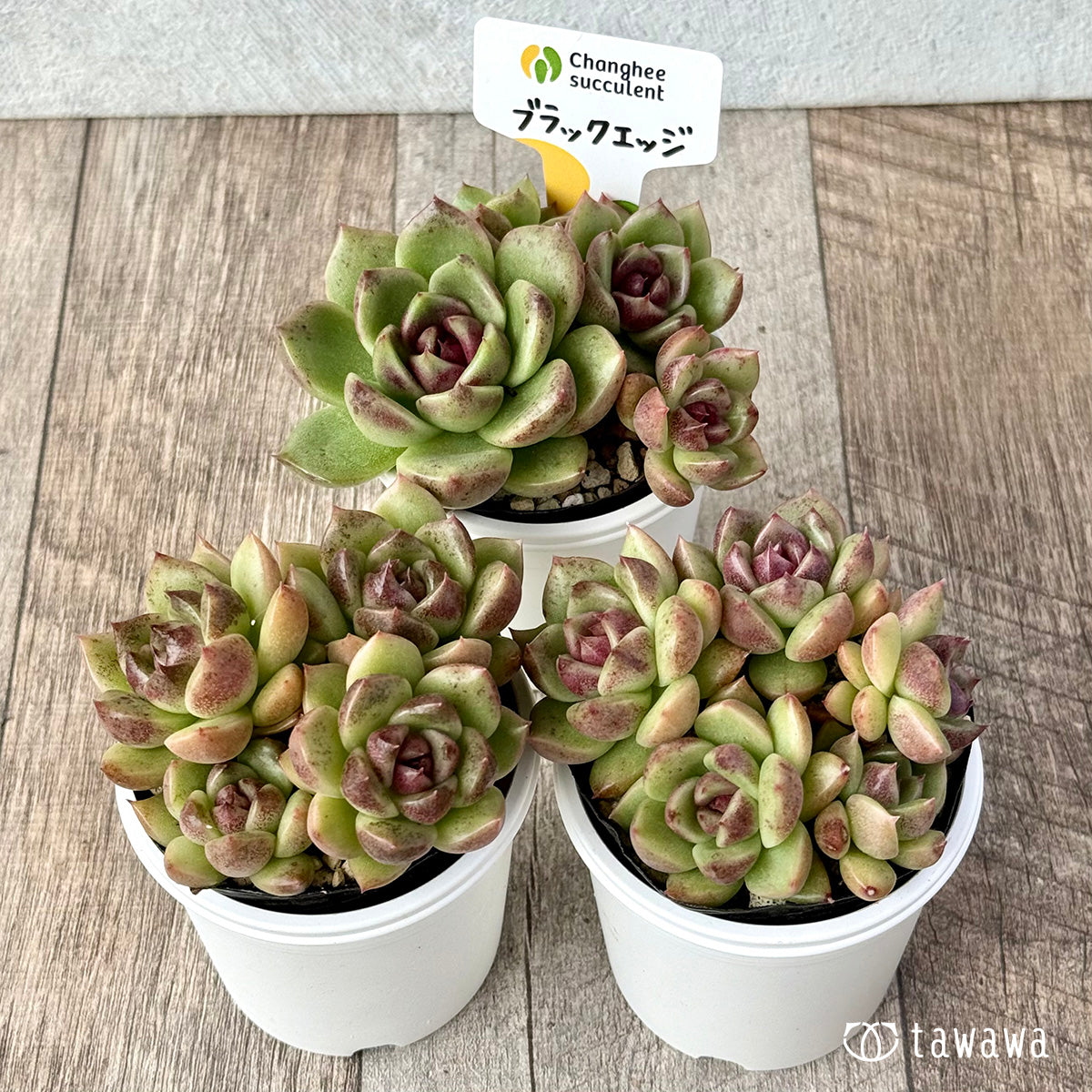 2.【チャンヒー農園苗】10/26発売tawawaハウス苗 – tagged 