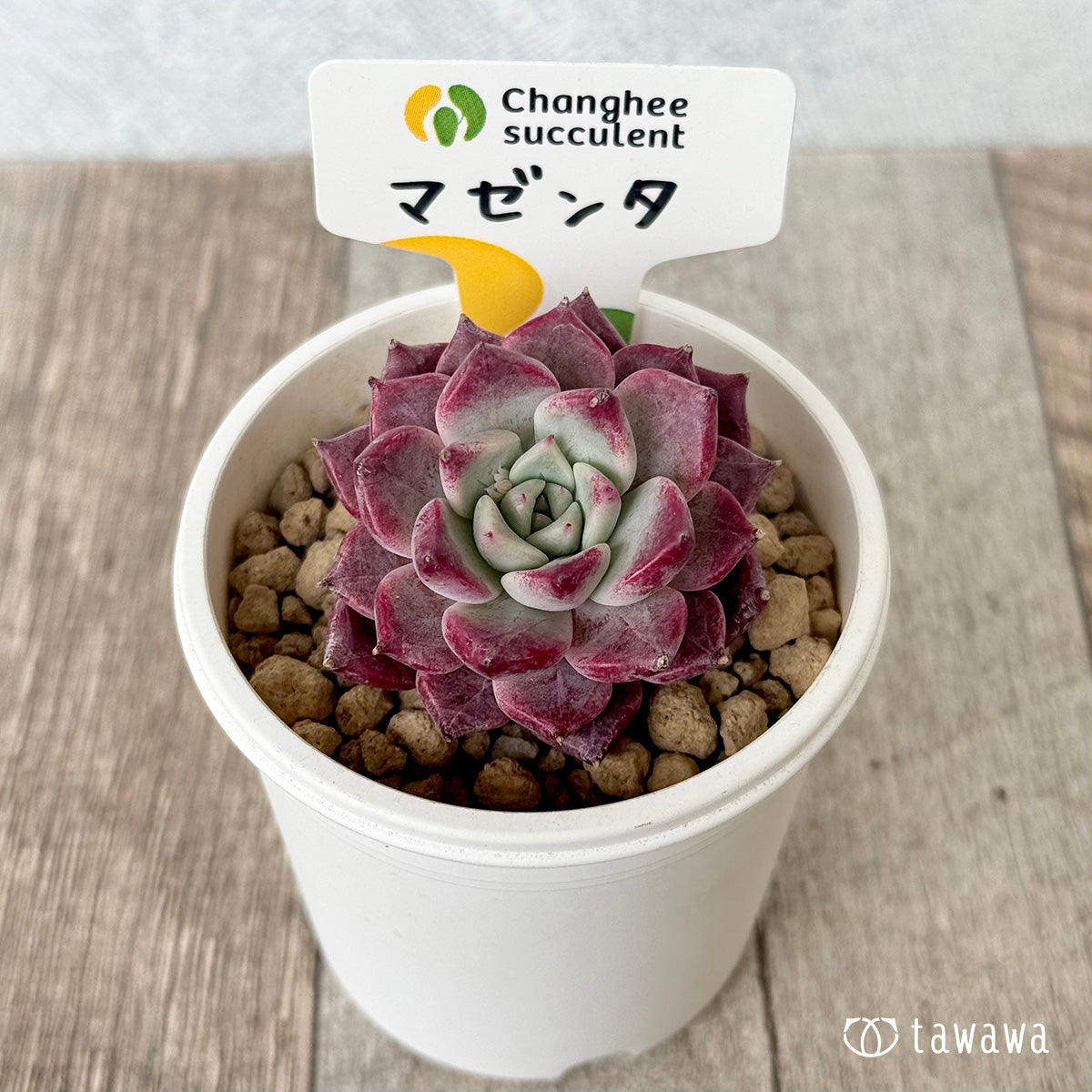 マゼンタ（チャンヒー農園苗）