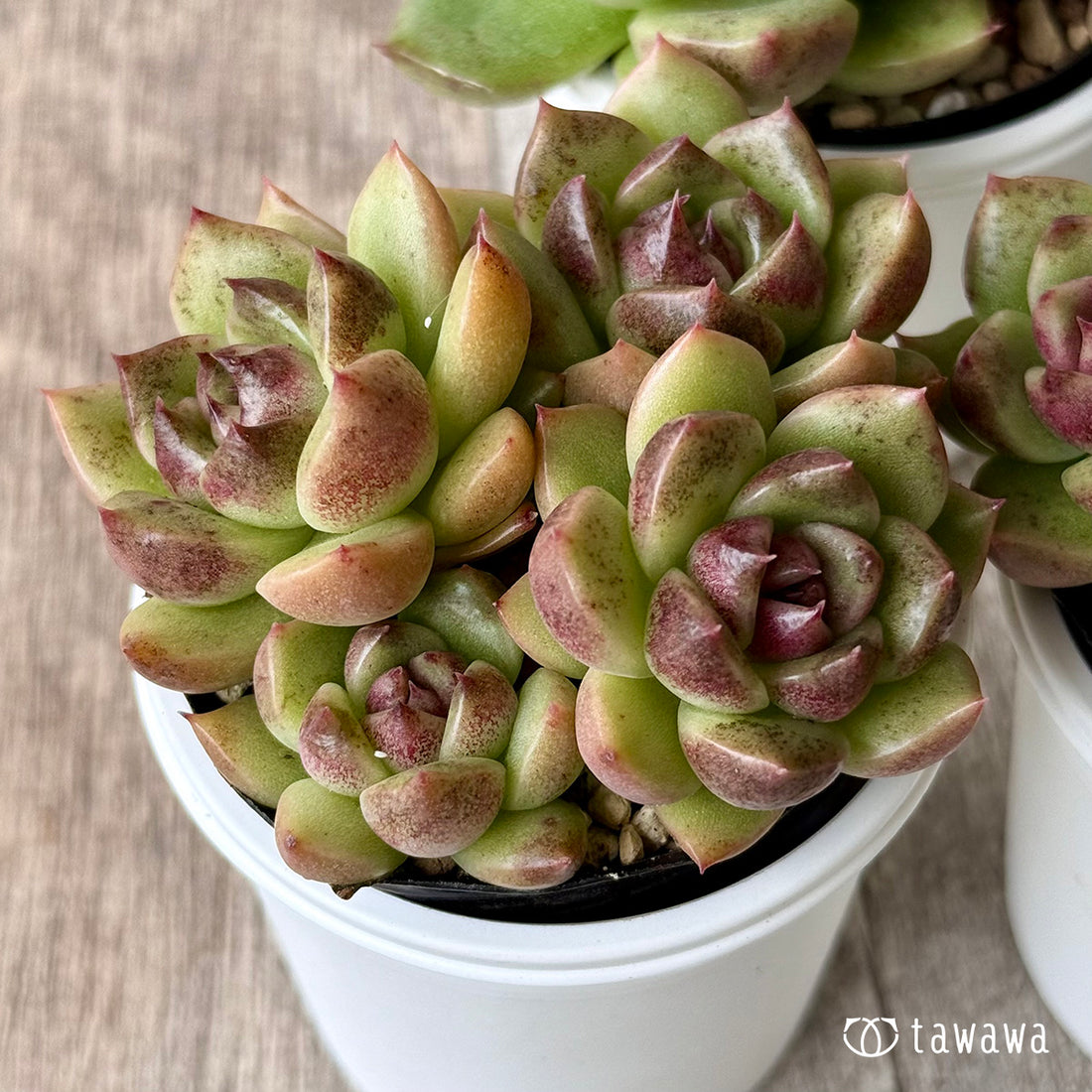 ブラックエッジ（チャンヒー農園）【tawawaハウス苗】