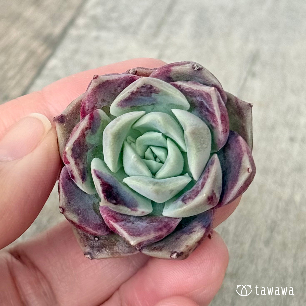 ＊新入荷＊　コットンキャンディ（チャンヒー農園苗）