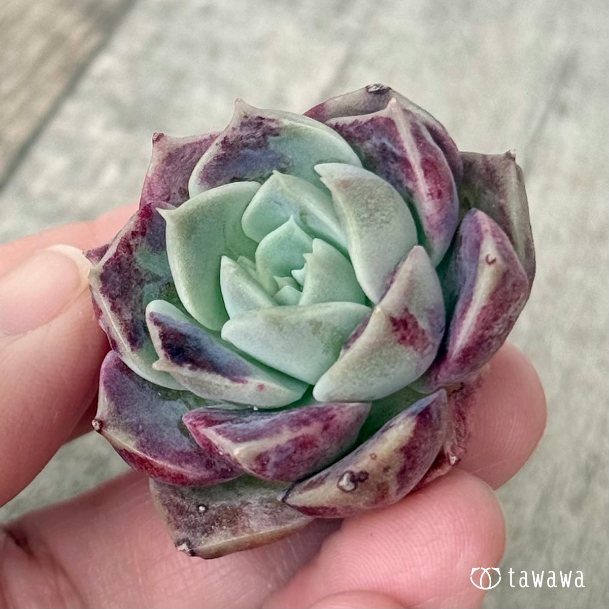 ＊新入荷＊　コットンキャンディ（チャンヒー農園苗）