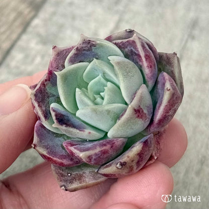 ＊新入荷＊　コットンキャンディ（チャンヒー農園苗）