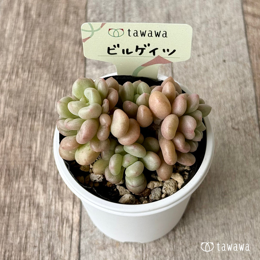 ビルゲイツ　【tawawaハウス苗】