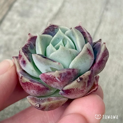 ＊新入荷＊　コットンキャンディ（チャンヒー農園苗）