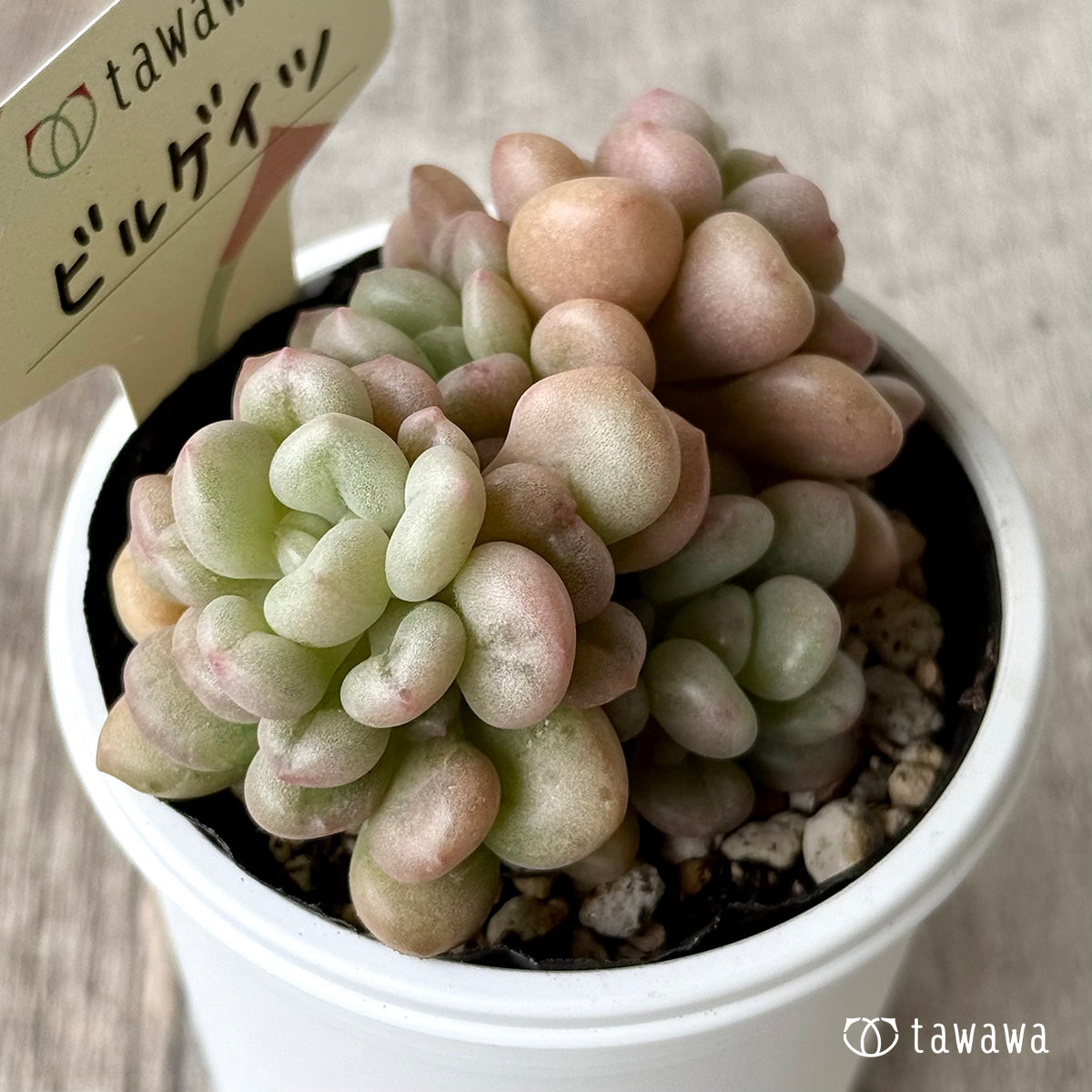 ビルゲイツ　【tawawaハウス苗】