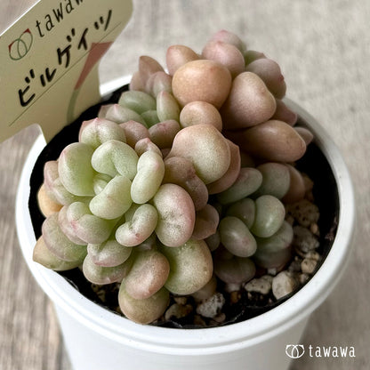 ビルゲイツ　【tawawaハウス苗】