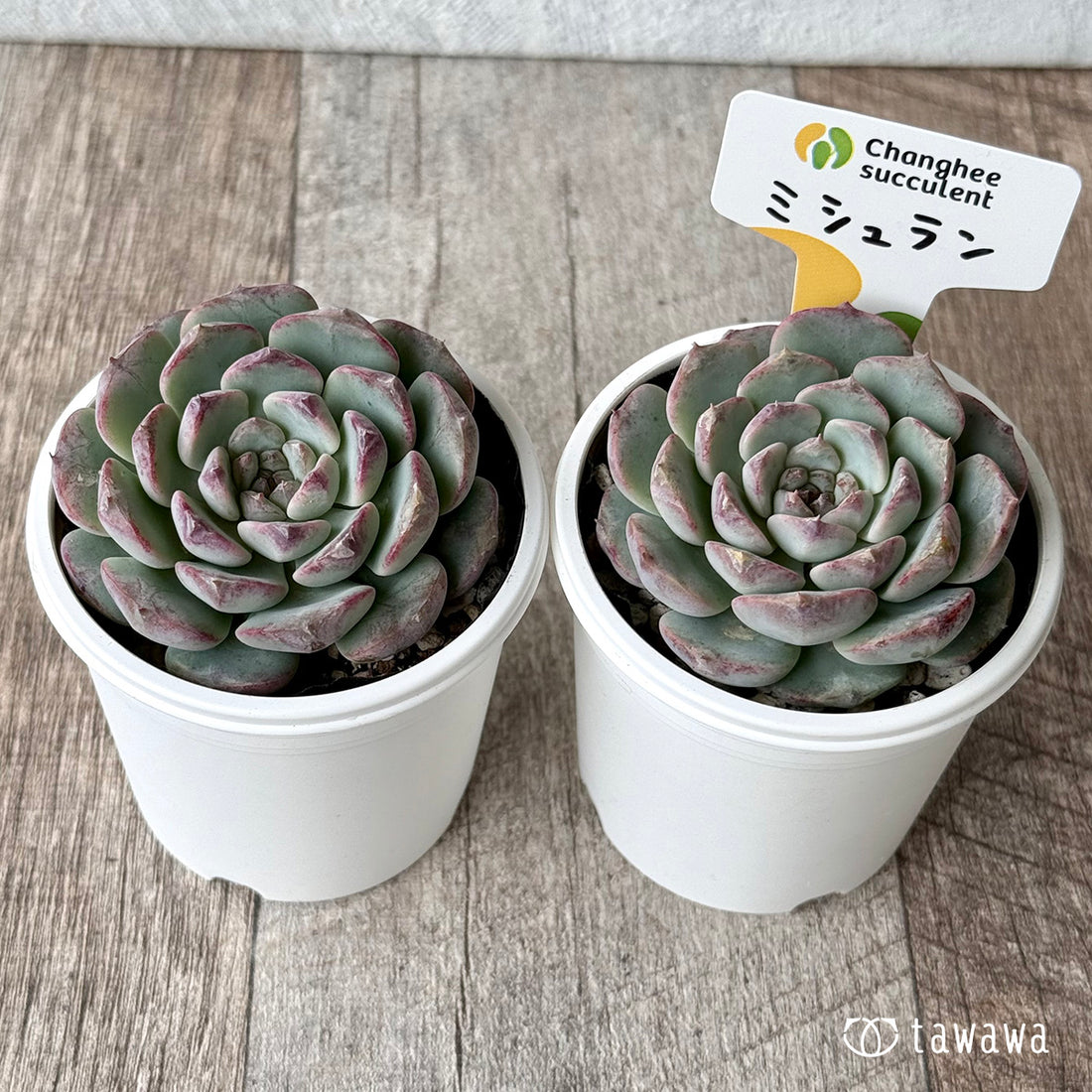New Arrivals: Ice Green