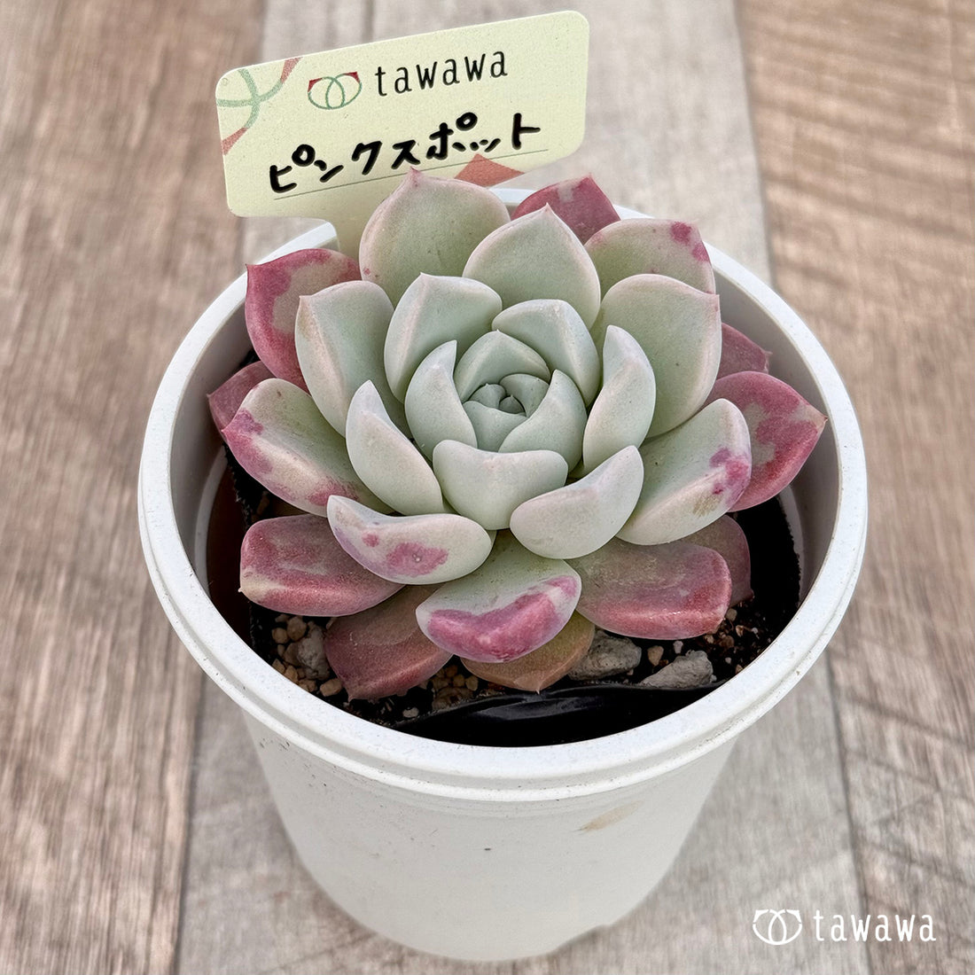 ピンクスポット 【tawawaハウス苗】