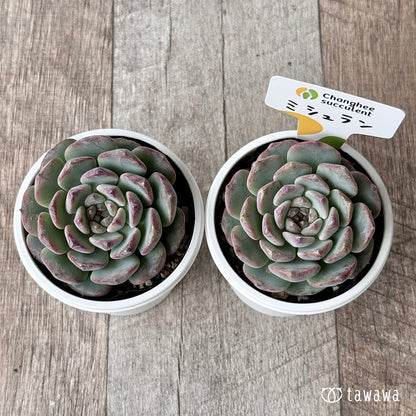 New Arrivals: Ice Green