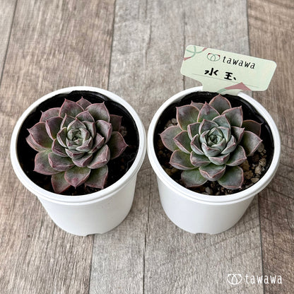 水玉【tawawaハウス苗】