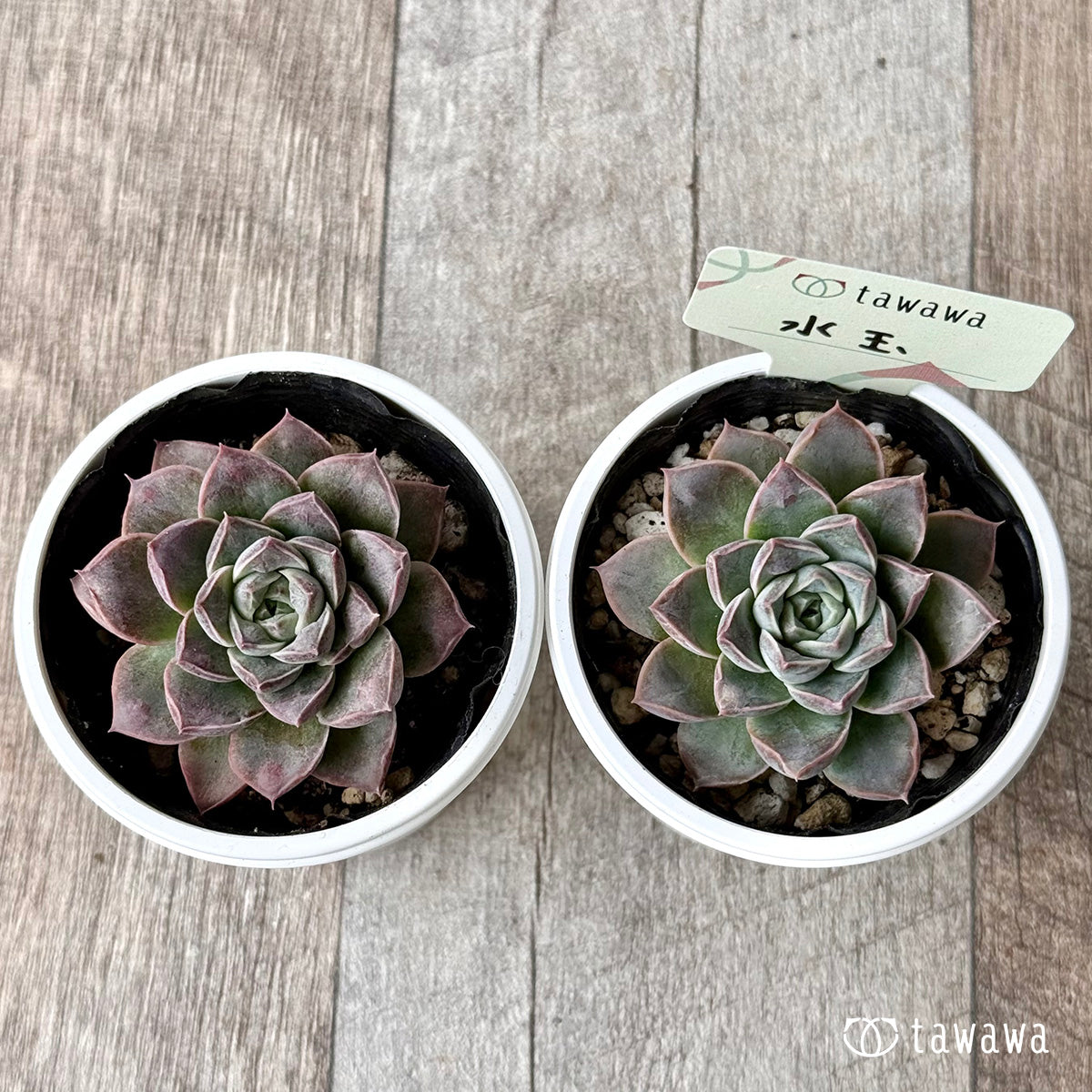 水玉【tawawaハウス苗】