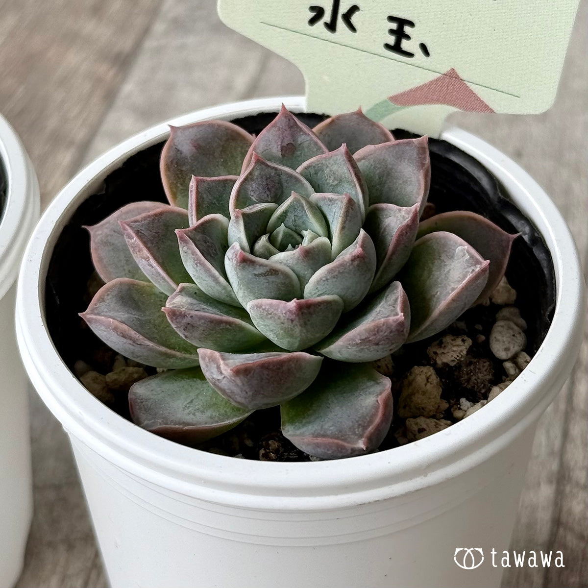 水玉【tawawaハウス苗】