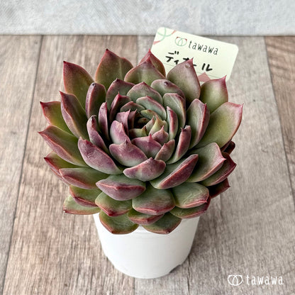 ディオール【tawawaハウス苗】